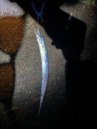 タチウオの釣果