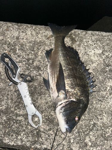 クロダイの釣果