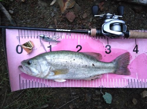 ブラックバスの釣果