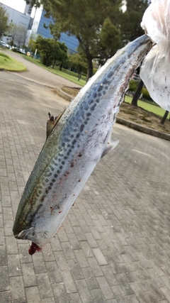 サゴシの釣果
