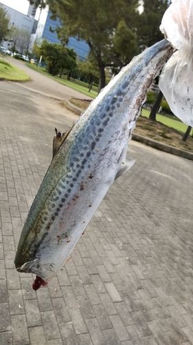 サゴシの釣果