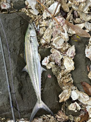 サゴシの釣果