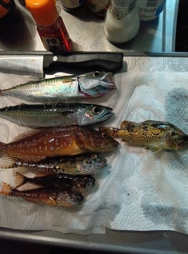 釣果