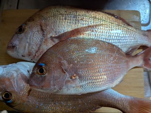 マダイの釣果