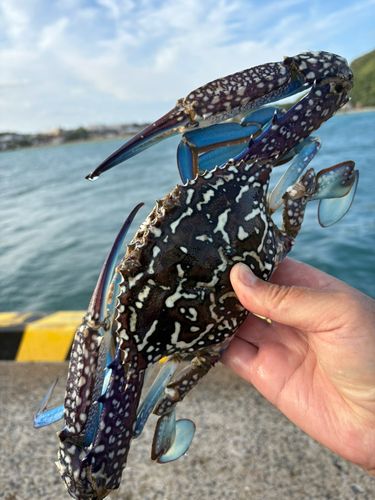 カニの釣果