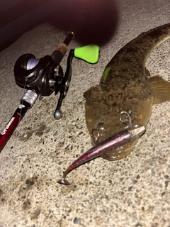 マゴチの釣果