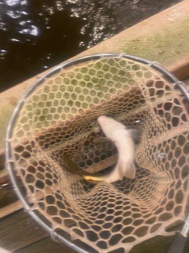 コイの釣果