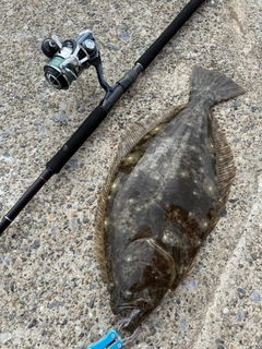 ヒラメの釣果