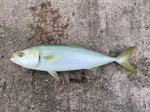 フクラギの釣果