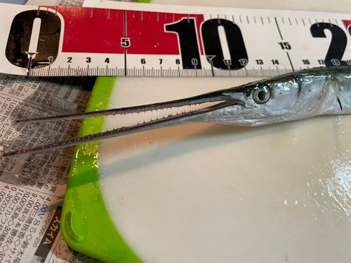 ダツの釣果