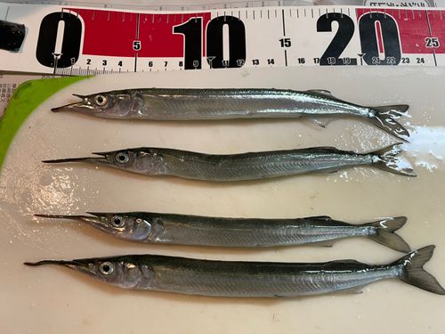 サヨリの釣果