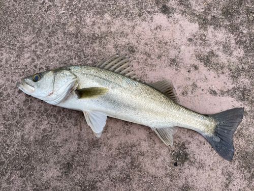 フッコ（マルスズキ）の釣果