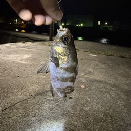 メバル
