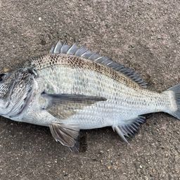クロダイ