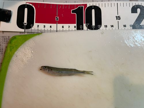 トウゴロウイワシの釣果