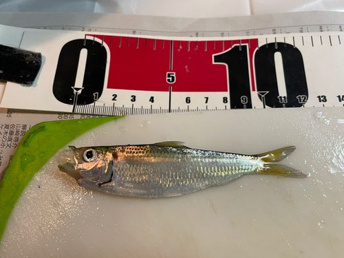 サッパの釣果