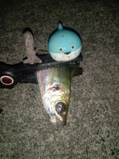 マアジの釣果