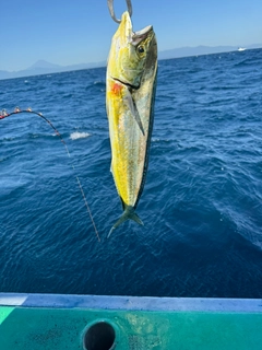 シイラの釣果
