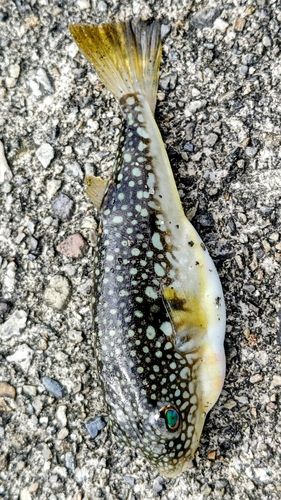 クサフグの釣果