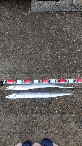 タチウオの釣果