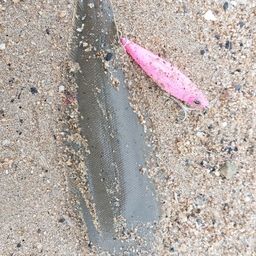 ウシノシタ