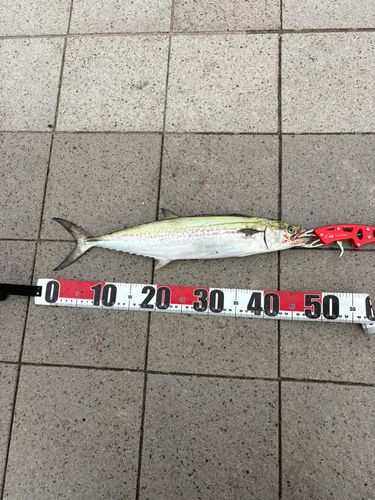 サゴシの釣果