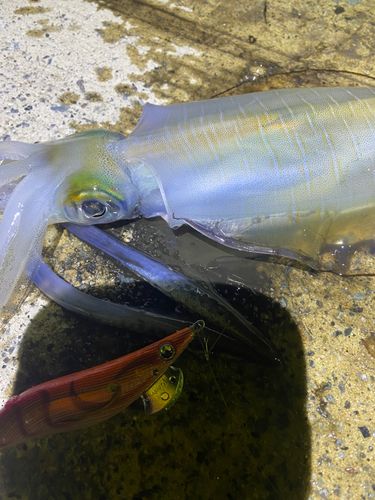 アオリイカの釣果