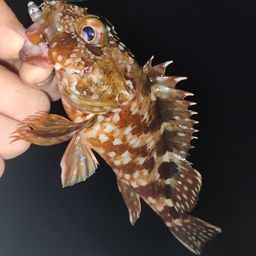 カサゴ