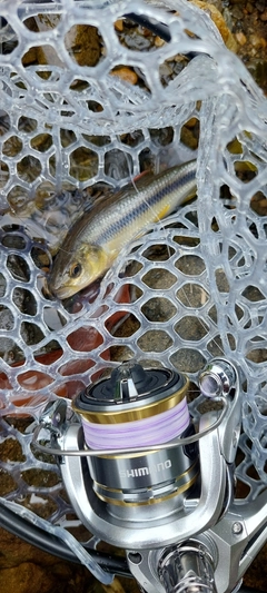 カワムツの釣果