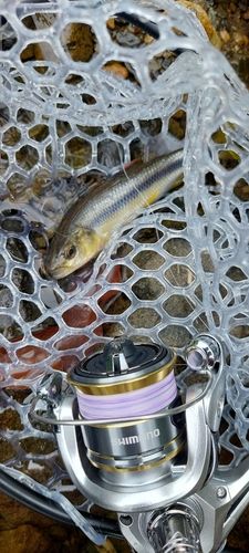 カワムツの釣果