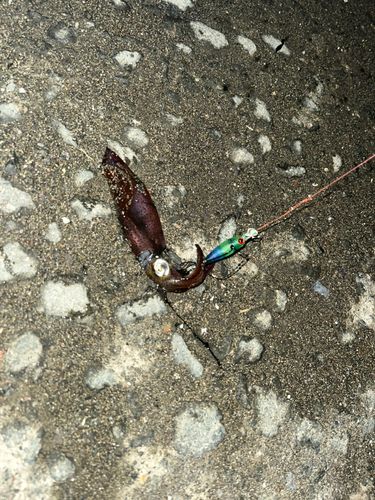 マメイカの釣果