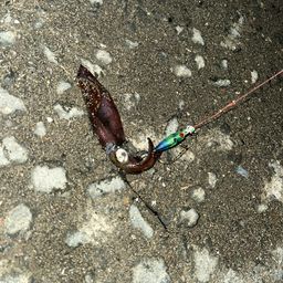 マメイカ