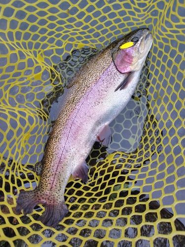 ニジマスの釣果