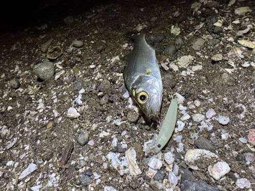 セイゴ（マルスズキ）の釣果