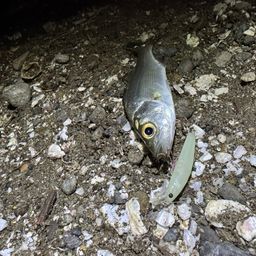 セイゴ（マルスズキ）