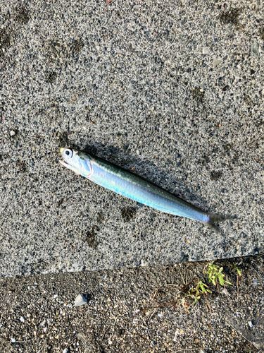 カタクチイワシの釣果