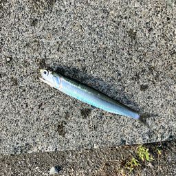 カタクチイワシ