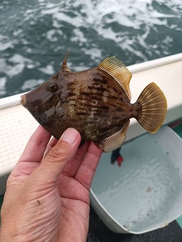 カワハギの釣果