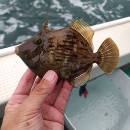 カワハギ