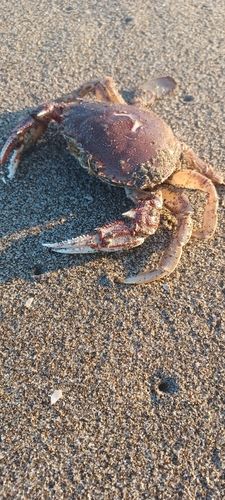 ソゲの釣果