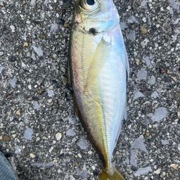 アジ