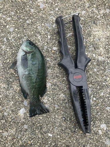 グレの釣果
