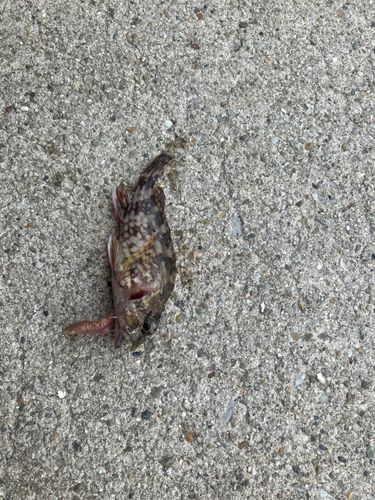 カサゴの釣果