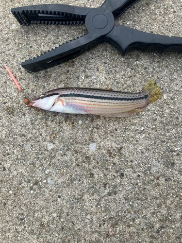 ベラの釣果