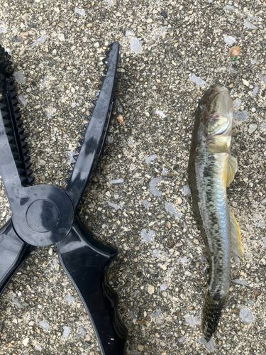 ハゼの釣果