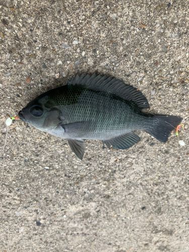 グレの釣果