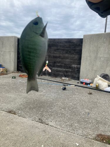 グレの釣果