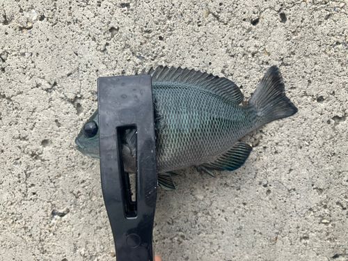 グレの釣果