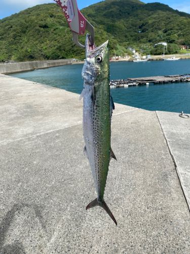 サゴシの釣果