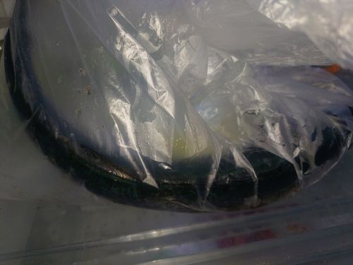 サゴシの釣果